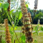 Agastache foeniculum Плод