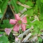 Oxalis debilis Kukka