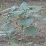 Datura innoxia Lehti