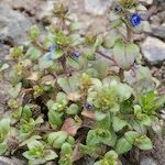 Veronica acinifolia Pokrój