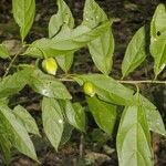Quararibea parvifolia Anders