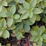 Peperomia humilis Облик