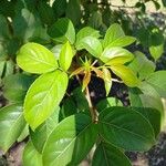 Bischofia javanica Folha