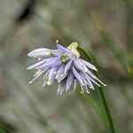 Allium cyaneum Flower