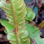 Asplenium scolopendrium Vaisius