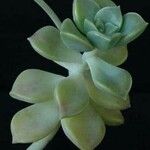 Graptopetalum paraguayense Folha