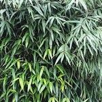 Pseudosasa japonica 整株植物