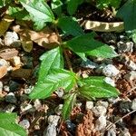 Sphagneticola trilobata Leaf