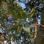 Pittosporum viridiflorum Leaf