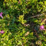 Ipomoea triloba Flower