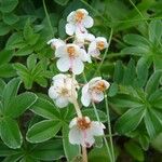 Pyrola rotundifolia Çiçek