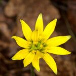 Gagea bohemica Flower