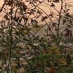 Nicotiana glaucaFlower