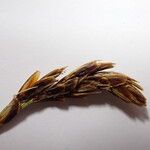 Carex uncinioides Fruit