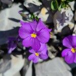 Viola cenisia Cvet