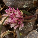 Allium falcifolium Floare