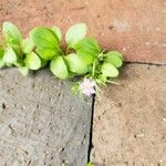 Spergularia rubra Blüte