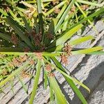 Cyperus alternifoliusBlad