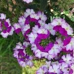 Verbena × hybrida Flor