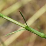 Petrorhagia nanteuilii Leaf