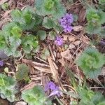 Glechoma hederacea Habit