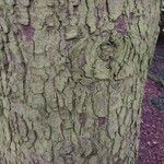 Abies cephalonica Bark