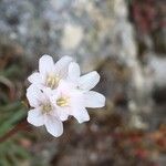 Armeria multiceps Квітка