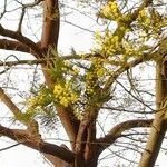 Acacia dealbata 樹皮