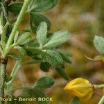 Cytisus ardoinoi Other