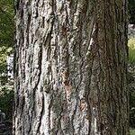 Liquidambar styraciflua Ekosanga