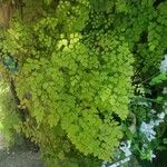 Adiantum raddianum Leaf