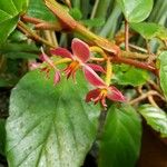 Begonia mannii Цвят