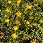 Lampranthus glaucoides 花