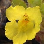 Mohavea breviflora Flower