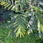 Robinia viscosa Blatt