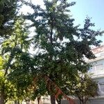 Ginkgo biloba Habit