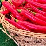 Capsicum baccatum Fruit