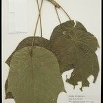 Macaranga triloba Leaf