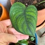 Monstera siltepecana Ліст