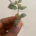 Euphorbia hirta برگ