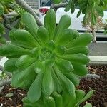 Aeonium arboreumHostoa