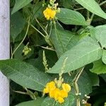 Vigna umbellata Flor