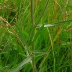 Achillea ptarmica 葉