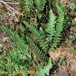 Cosentinia vellea Libunga