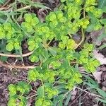 Euphorbia pterococca Blatt