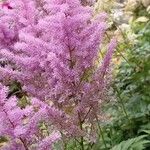 Astilbe japonica Lorea