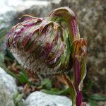 Culcitium serratifolium Flower