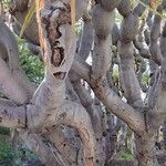 Dracaena draco Bark