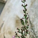 Artemisia princeps Květ