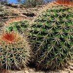 Melocactus intortus موطن